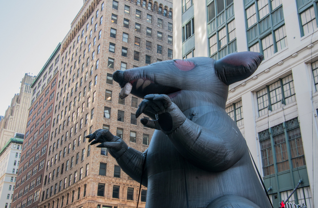 Крысиный король: в Нью-Йорке открылась необычная вакансия