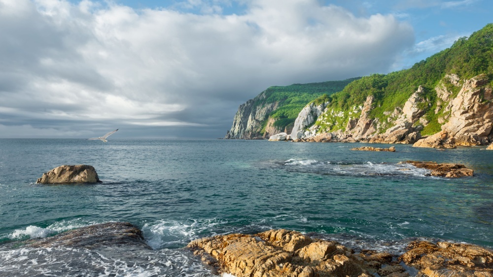 Токсичные водоросли из тропиков заметили в Приморье