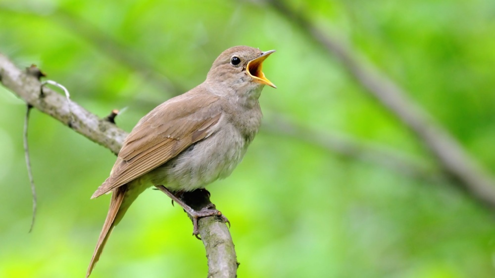 Соловьи устраивают ночные певческие дуэли: биологи раскрыли детали
