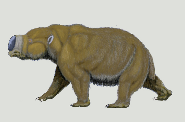 Палеонтологи открыли «настоящего» гигантского вомбата