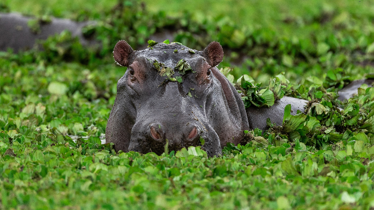 Что едят бегемоты
