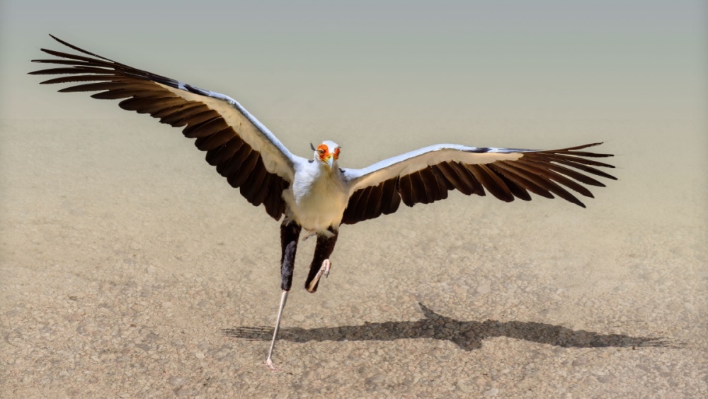 Птицы мельчают на глазах: за 80 лет пернатые потеряли две трети веса