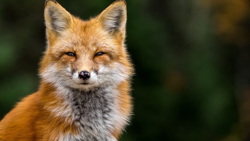 Одомашненных лис использовали для рыбалки древние охотники