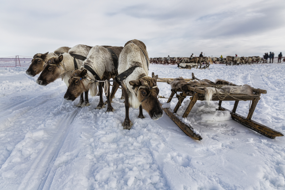 Оленья упряжка в Оймяконе