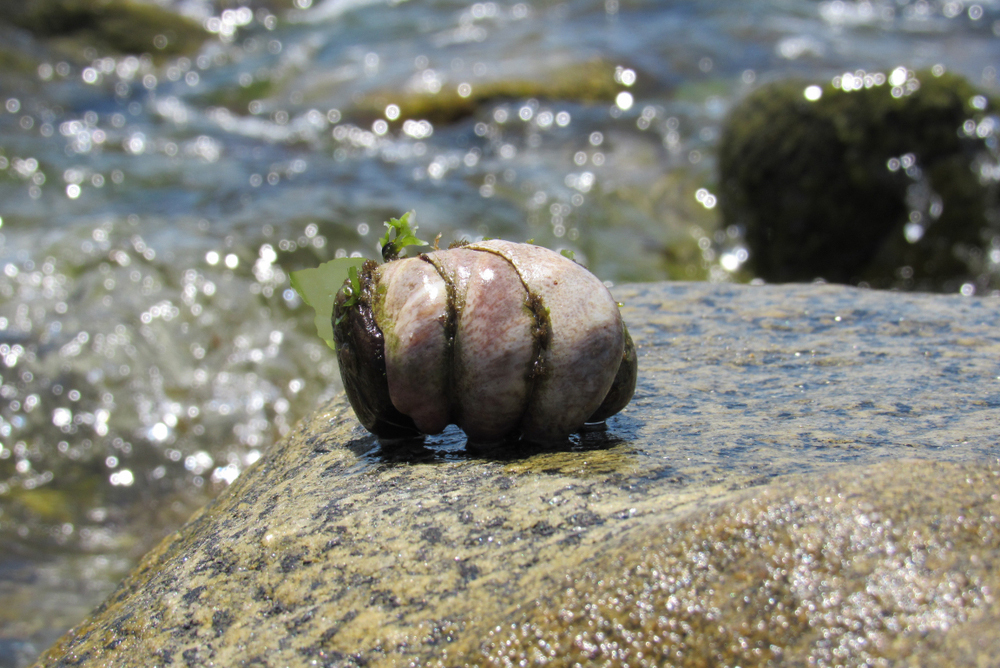 Морская туфелька, животные, которые меняют свой пол