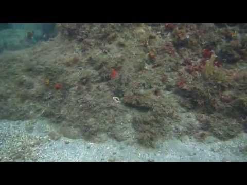 Осьминог-невидимка