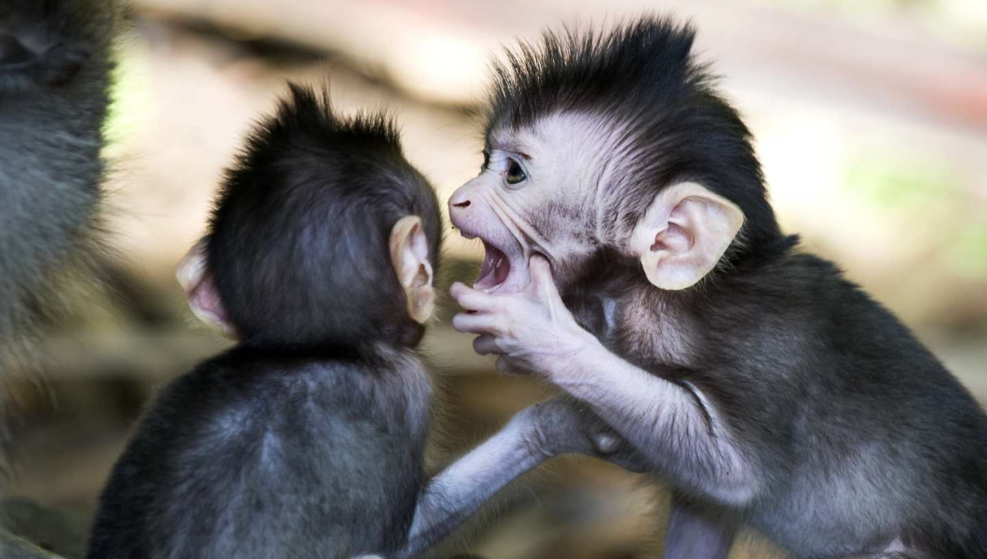 обезьяны, игра