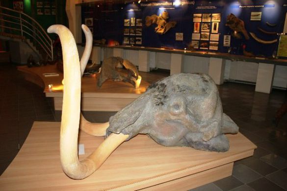 Музей Мамонта