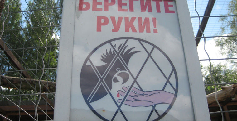 ВАМПопугай (попугай-вамп). Очень злой Кеша, обожающий кровопускание.