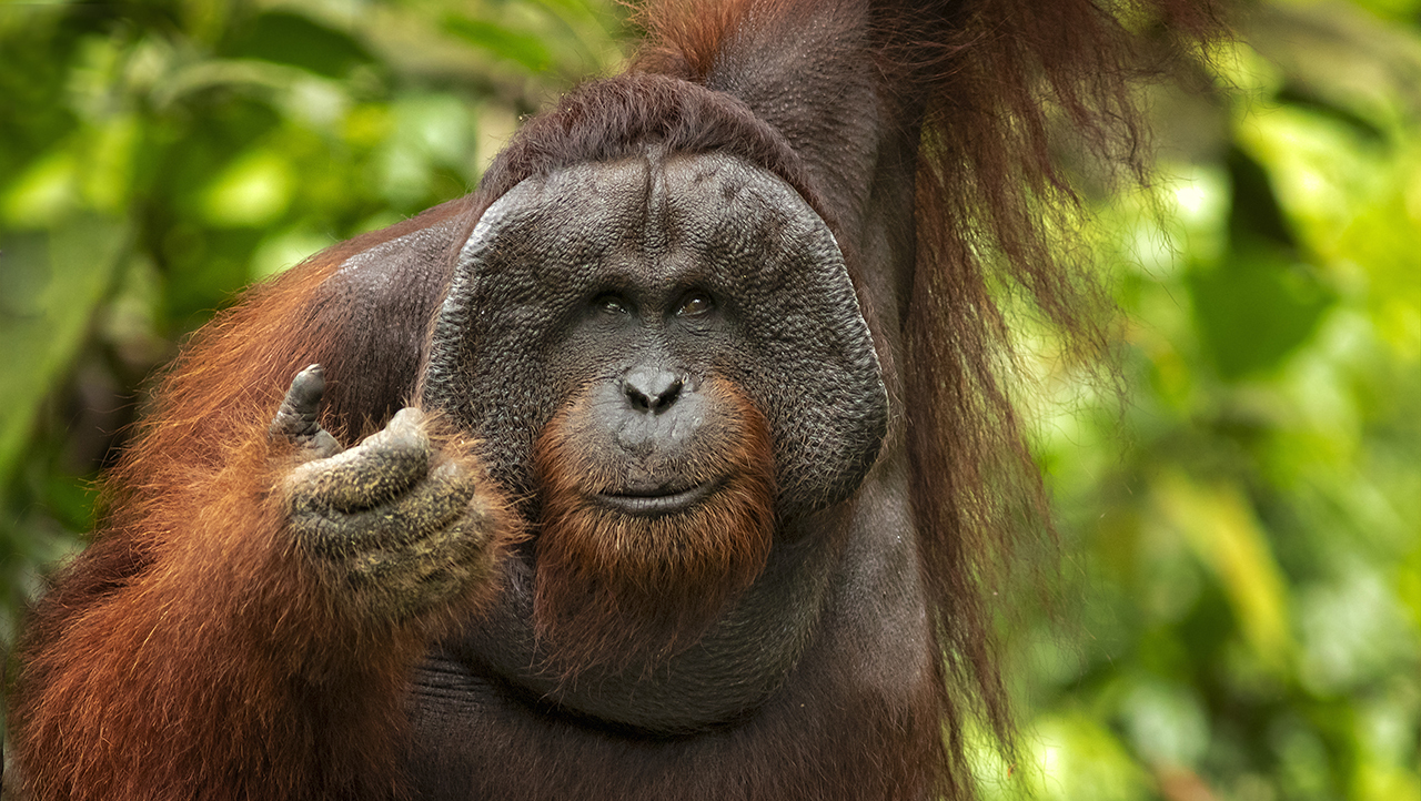 Орангутан