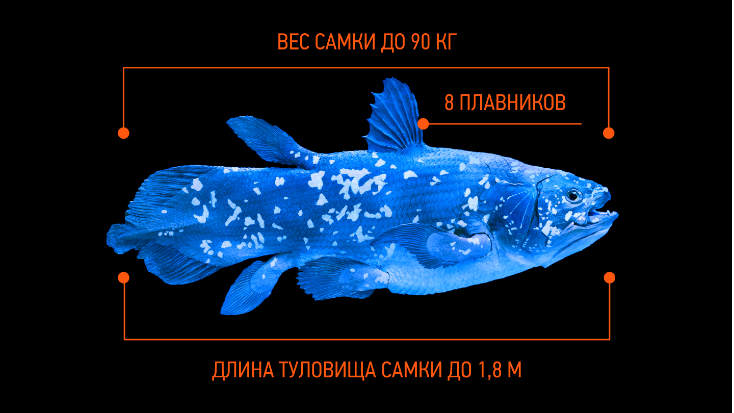 как выглядит латимерия