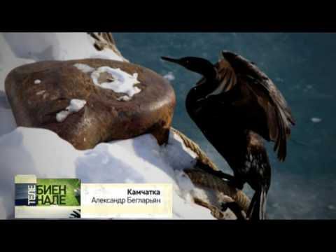 Телебиеннале. Камчатка