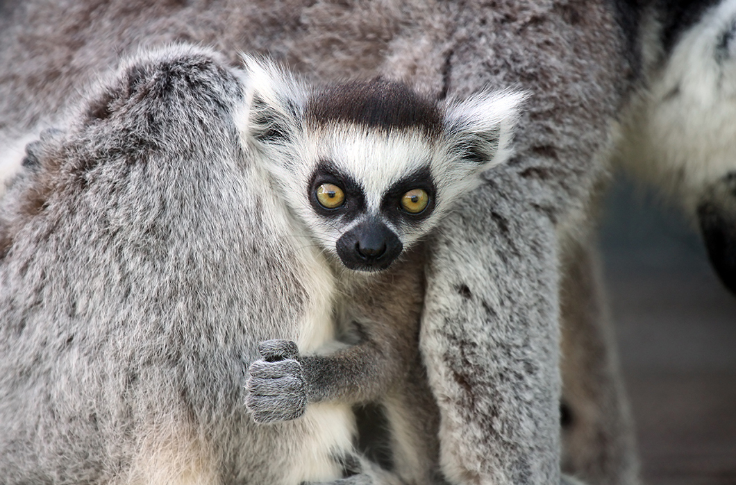 Детеныш лемура