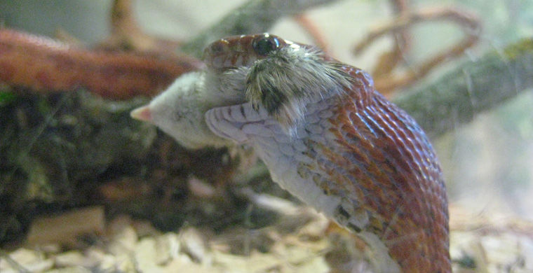 Злое большеротое змеюко. Судя по всему, этот червячок при желании схавает «Биг-Тейсти» одним махом.