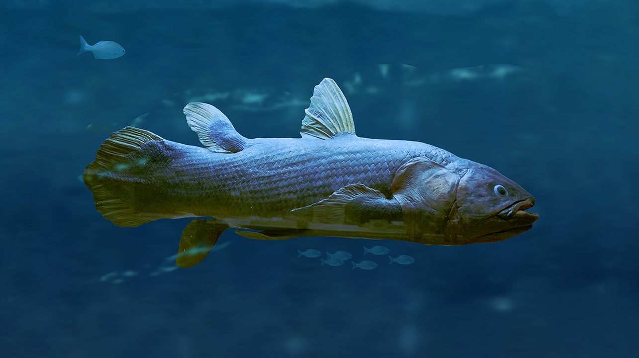 кто такая латимерия