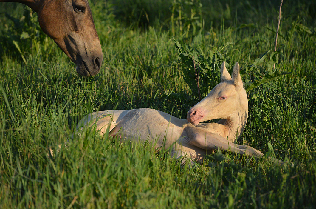Жеребенок-альбинос