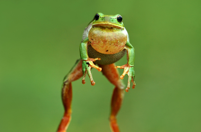 Необычные осадки. Дождь из лягушек