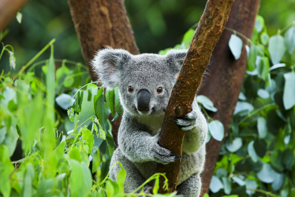 коала