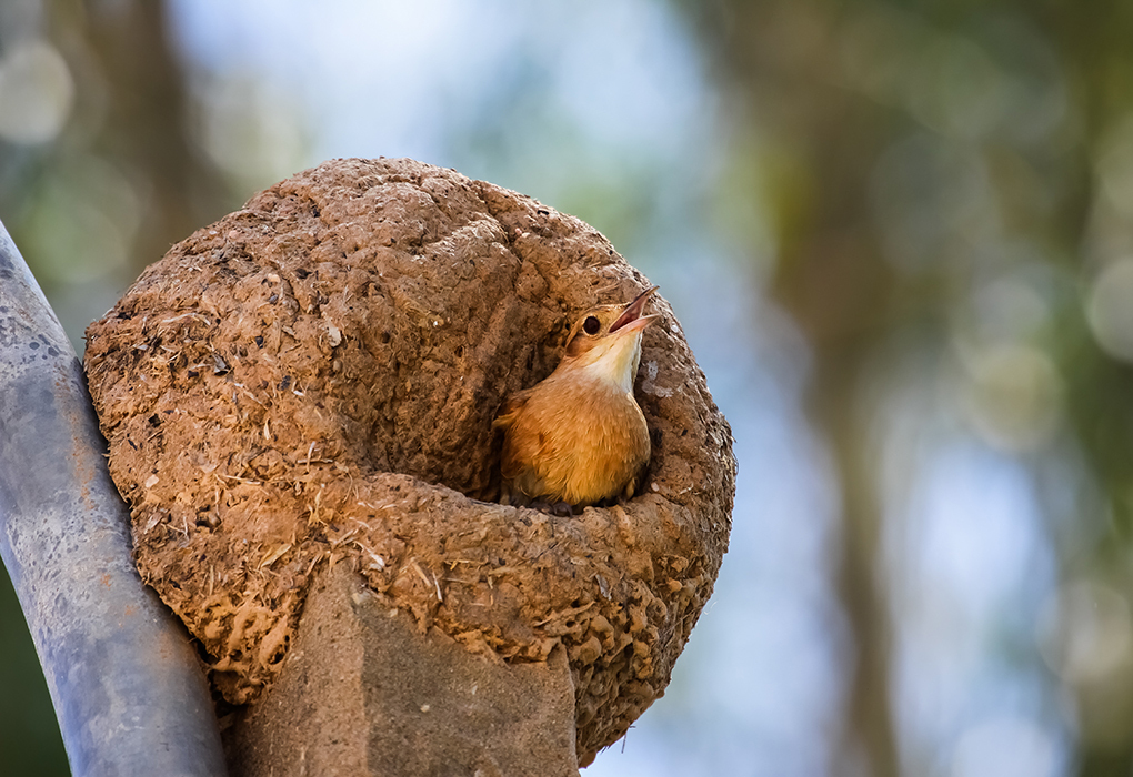Гнездо рыжего печника