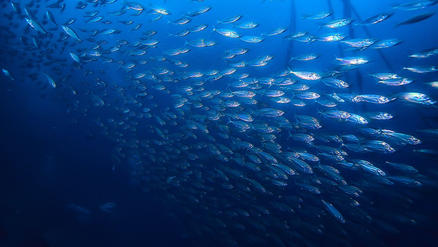 чем питается латимерия