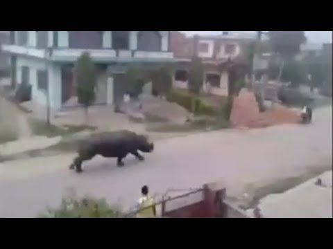 Огромный носорог преследует мотоцикл