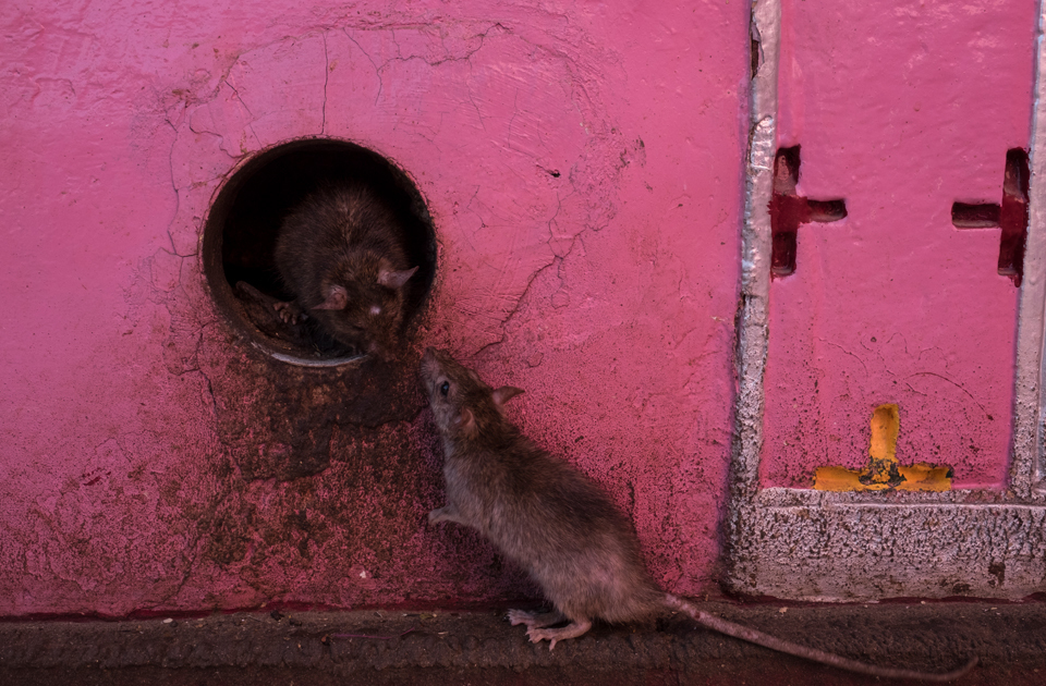 Крысиный рай