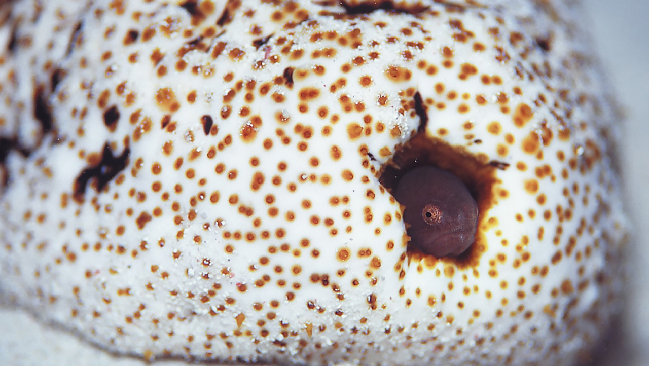 Жемчужница: рыба, которая живет внутри морского огурца