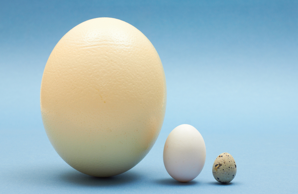 7 самых больших птичьих яиц