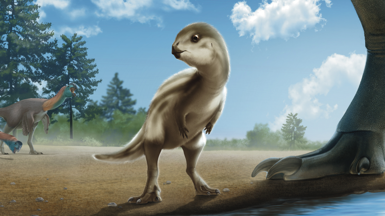 Шерстистый малыш: нового динозавра открыли в Корее