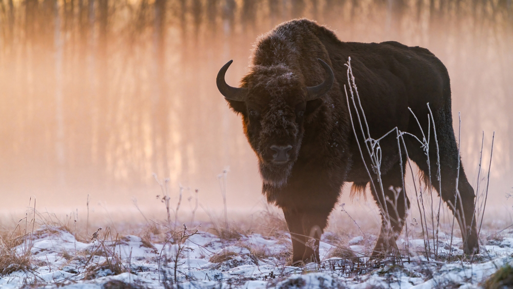 Новый вид доисторических бизонов открыли в Крыму