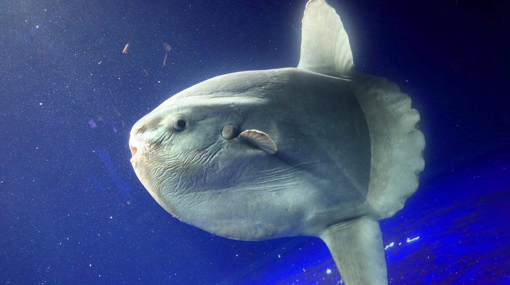 Гигантская рыба-луна заблокировала канал в Венеции