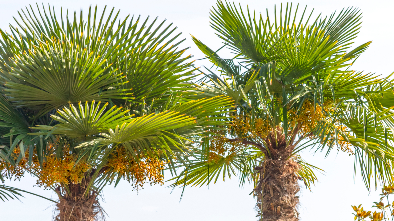 Капустная пальма: дерево, из листьев которого можно готовить суп и делать шляпы