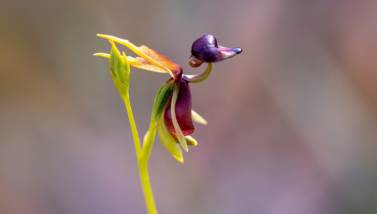 Странные орхидеи: 5 цветов, которые могут удивить