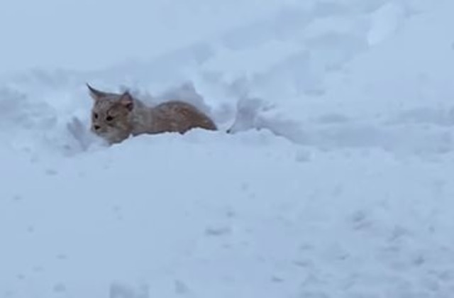 Кот недоволен первым в своей жизни снегом