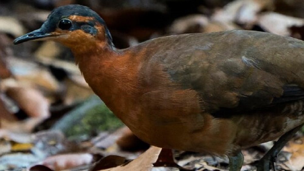 В Амазонии нашли необычную птицу, которая не боится людей