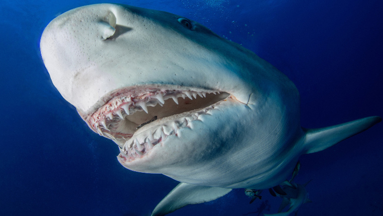 Самые зубастые животные: топ-8