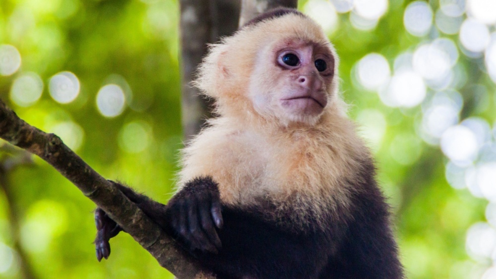 Макак держали в древнеримских домах: археологи выяснили, зачем