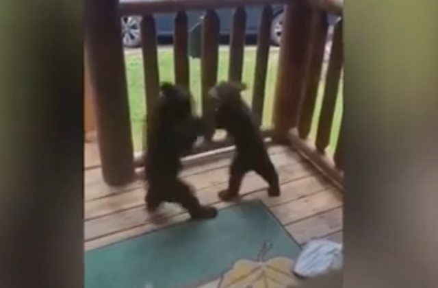 Медвежата устроили драку в домике для отдыха