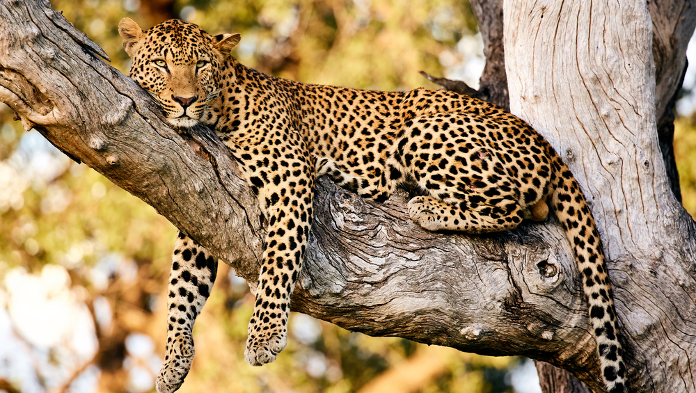 Леопарды Южной Африки оказались генетически уникальными