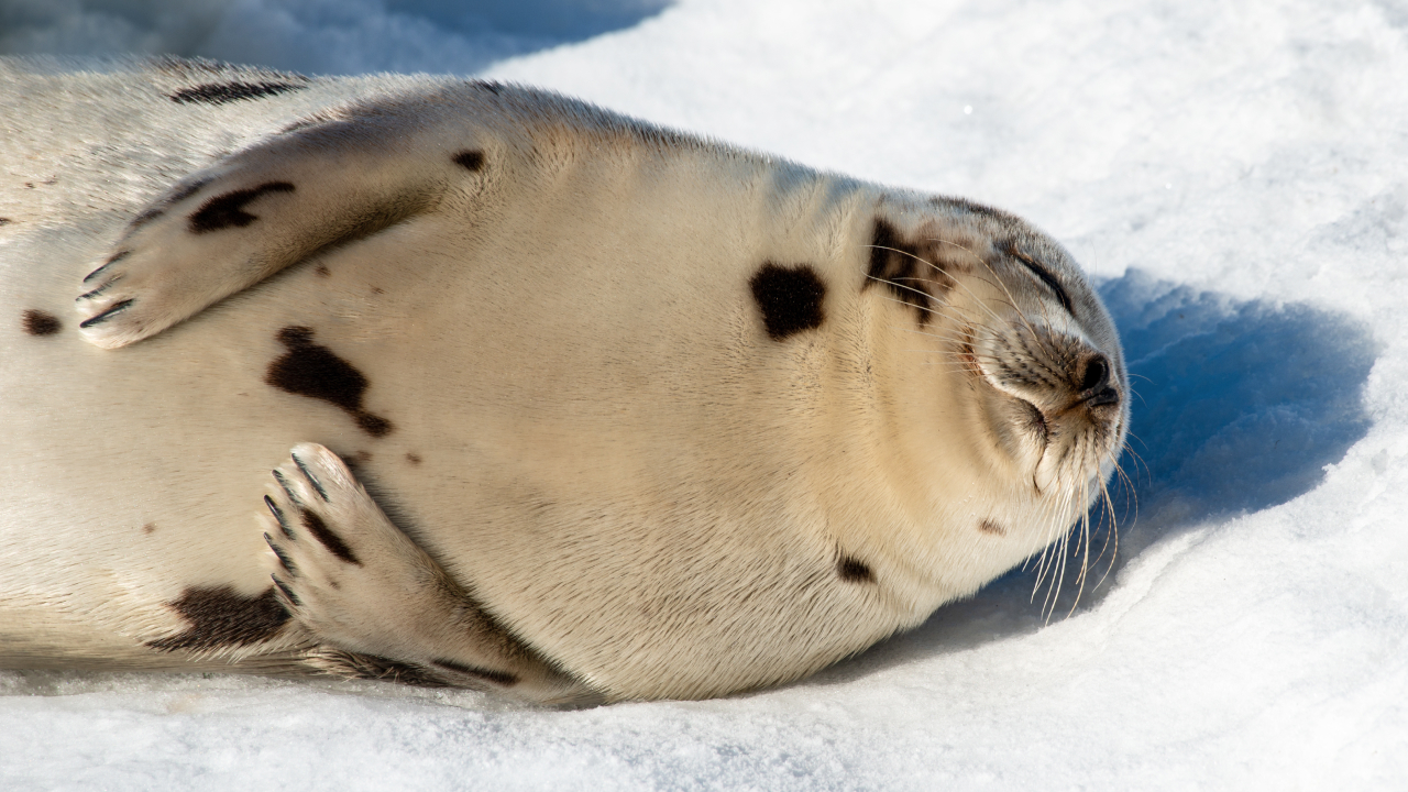 Почему тюлени хлопают себя по животу