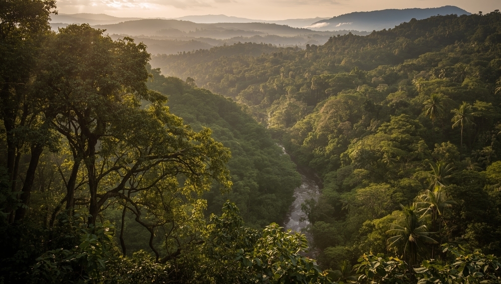 Африканские леса больше не спасают планету
