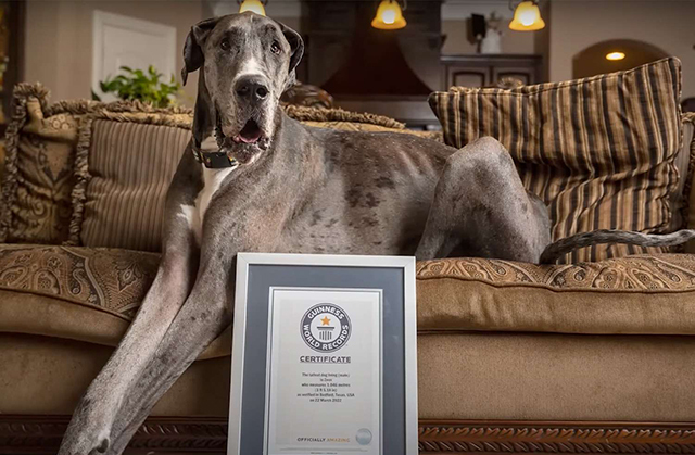 Умер Зевс — самая высокая собака в мире по версии Книги рекордов Гиннесса