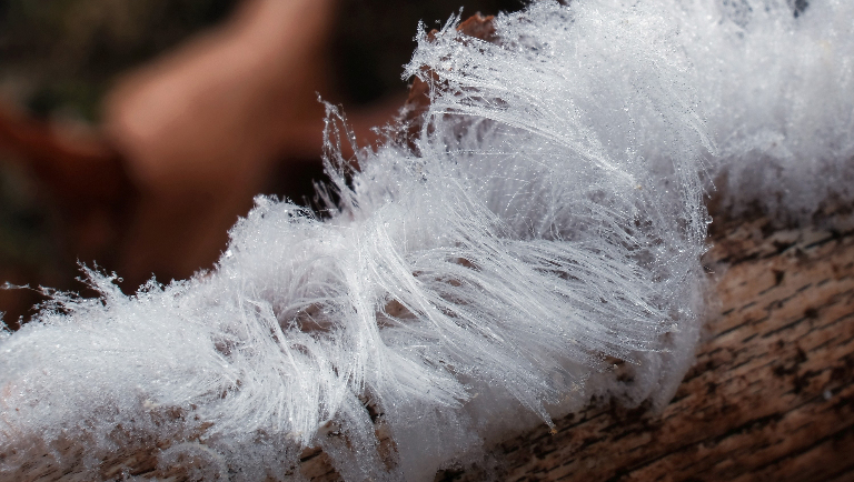 Не проходите мимо: как и когда искать ледяные волосы в лесу