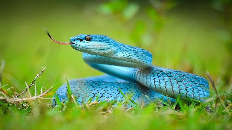 Почему змеи лишились конечностей