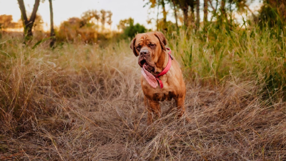 Мастиф Оззи побил рекорд из-за самого длинного в мире языка