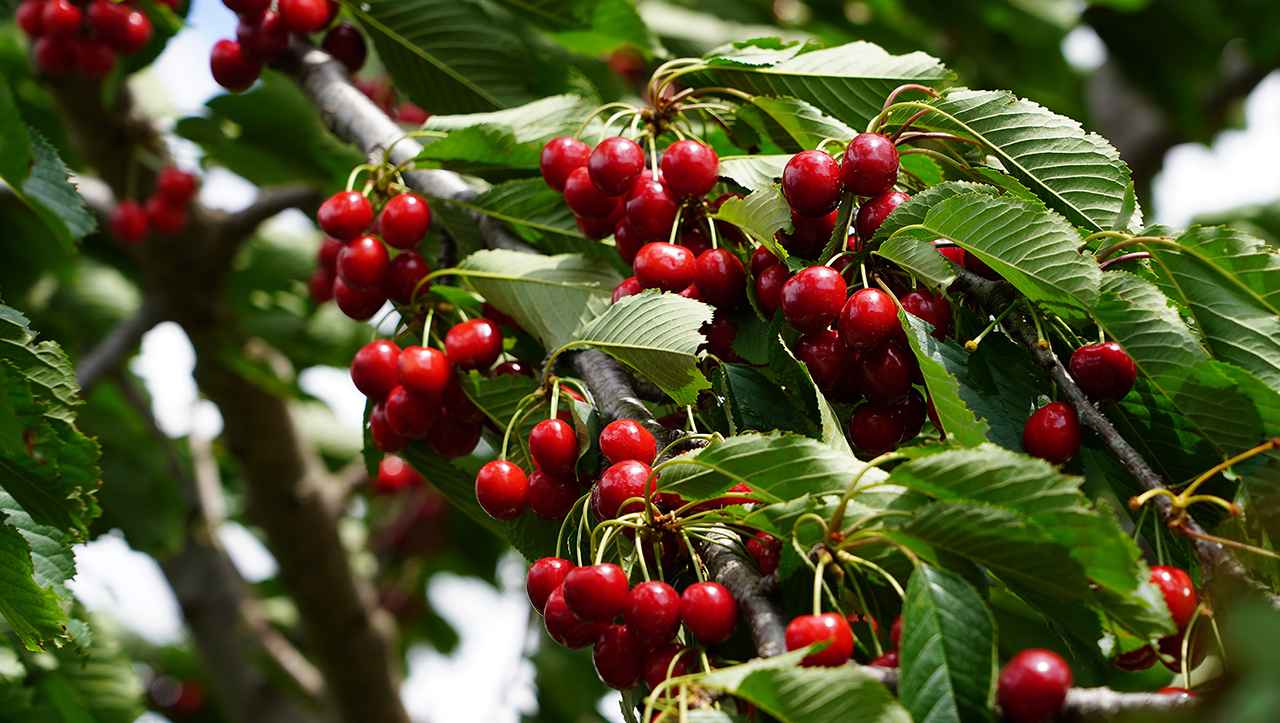 Как вишня появилась в России