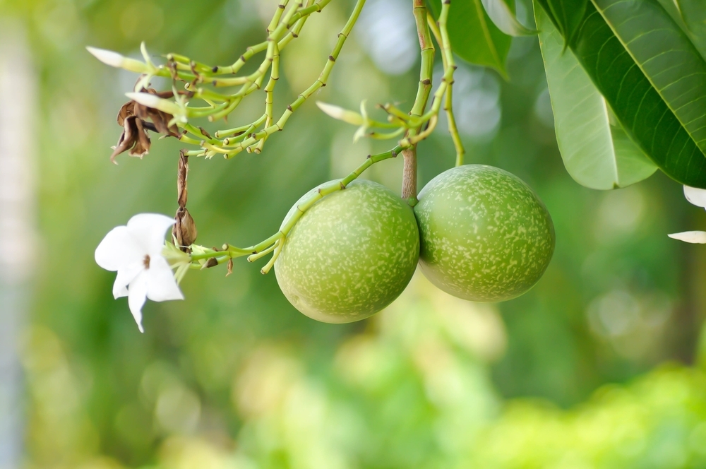 10 самых ядовитых деревьев