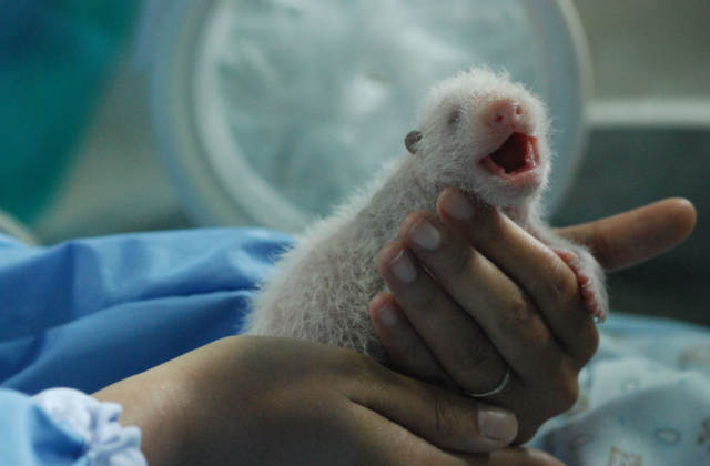 Первый в России: детеныш большой панды родился в Московском зоопарке