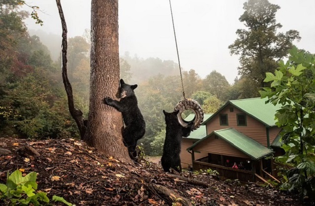 Медведи на качелях и еноты-попрошайки: лучшие фото Sony World Photography Award 2023