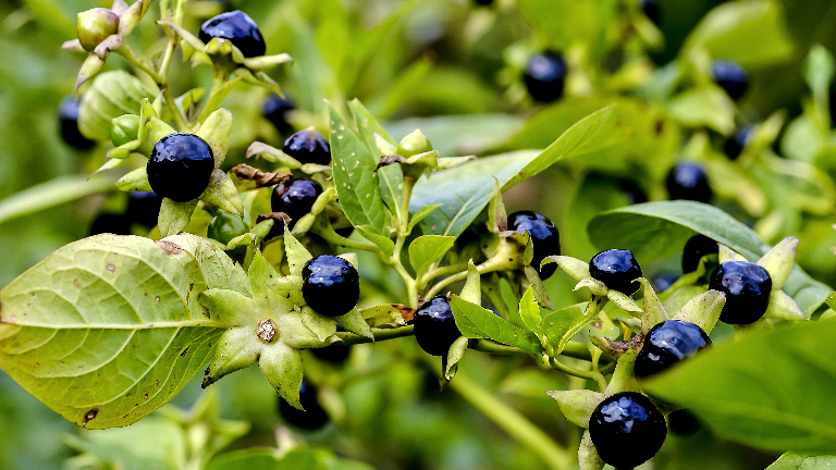 Белладонна — действительно ли так опасна